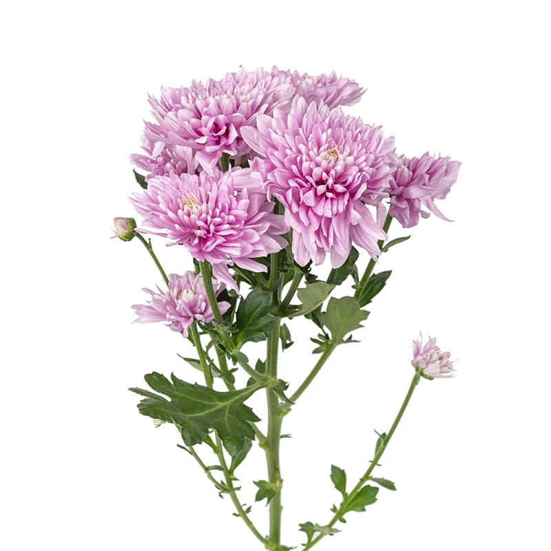 Хризантема садовая ТРИО Chrysanthemum morifolium /17 ...