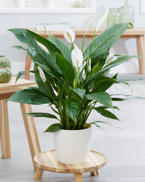 Спатифиллум Сенсация Florinda (Spathiphyllum Sensation), 2 ...