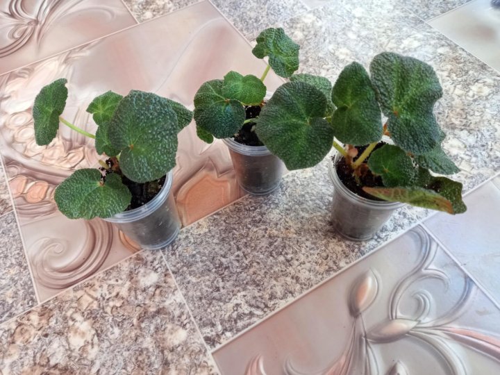 begonia soli mutata variegated / бегония соли мутата ...