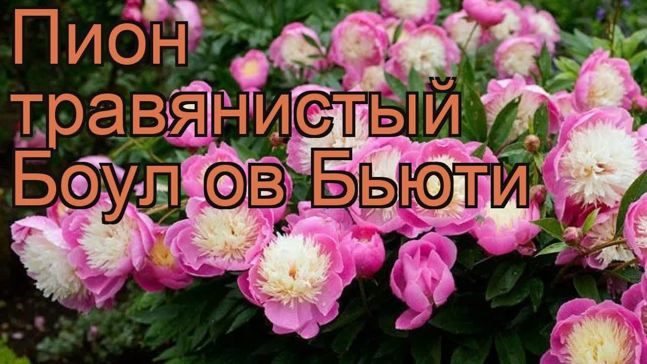 Пион молочноцветковый 'Боул оф Бьюти' - купить саженцы в ...