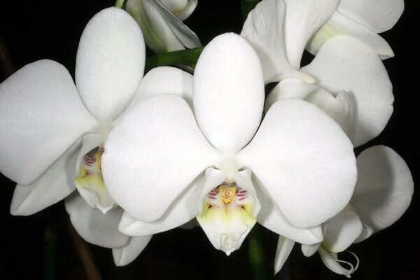 Орхидея Phalaenopsis (Фаленопсис) гранди белая 1 ствол 15*11 ...