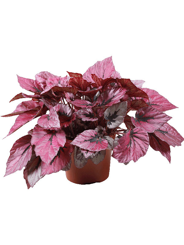 Бегония королевская Begonia rex 25/13 — комнатное растение ...