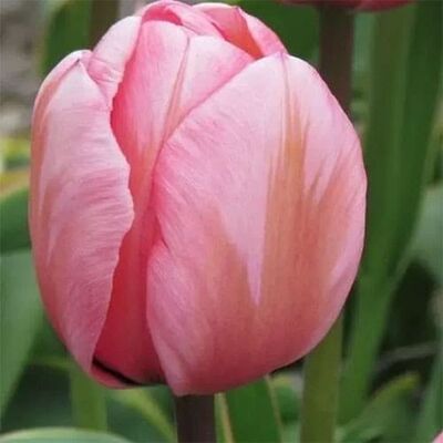 Tulipa Pink Impression ...