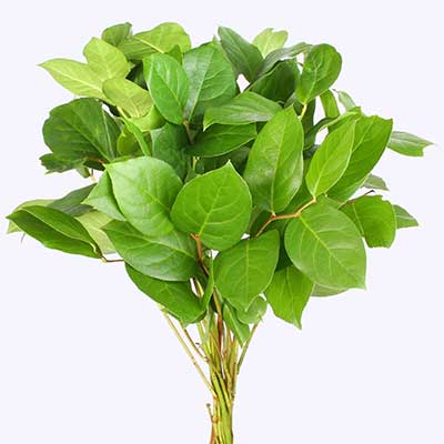 Gaultheria shallon per bunch Salal Tip Orca | Vullers A ...