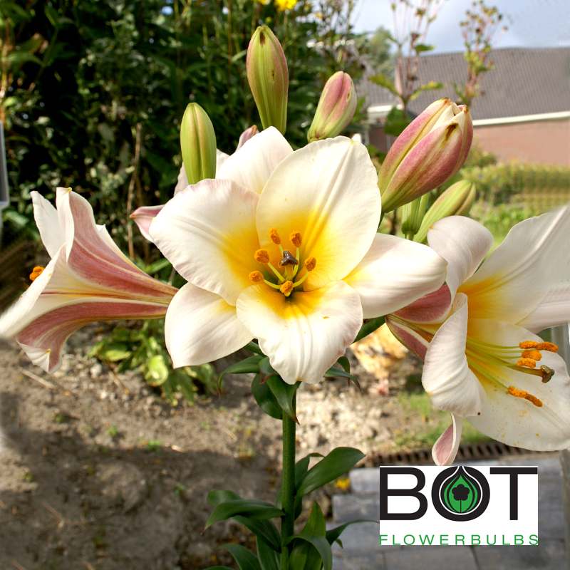 Lilium White and Pin... stock photo by Visions Premium, Image ...