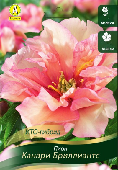 Пион Пинк Ардур (Paeonia Pink Ardour) корневище: продажа ...