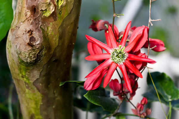 Passiflora QUADRANGULARIS (Пассифлора, Страстоцвет): купить 3 ...