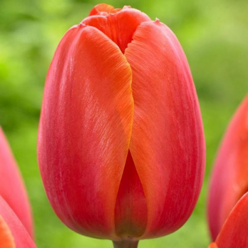 Ad Rem Tulip (Tulipa 'Ad Rem') - North ...