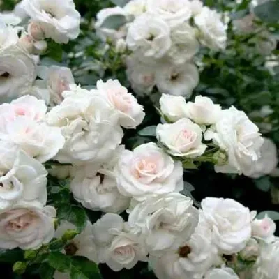 Роза флорибунда Кордула (Cordula) (Rose floribunda Cordula ...