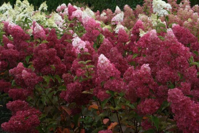 Гортензия метельчатая «Ангел Блаш» = «Руби» (Hydrangea ...