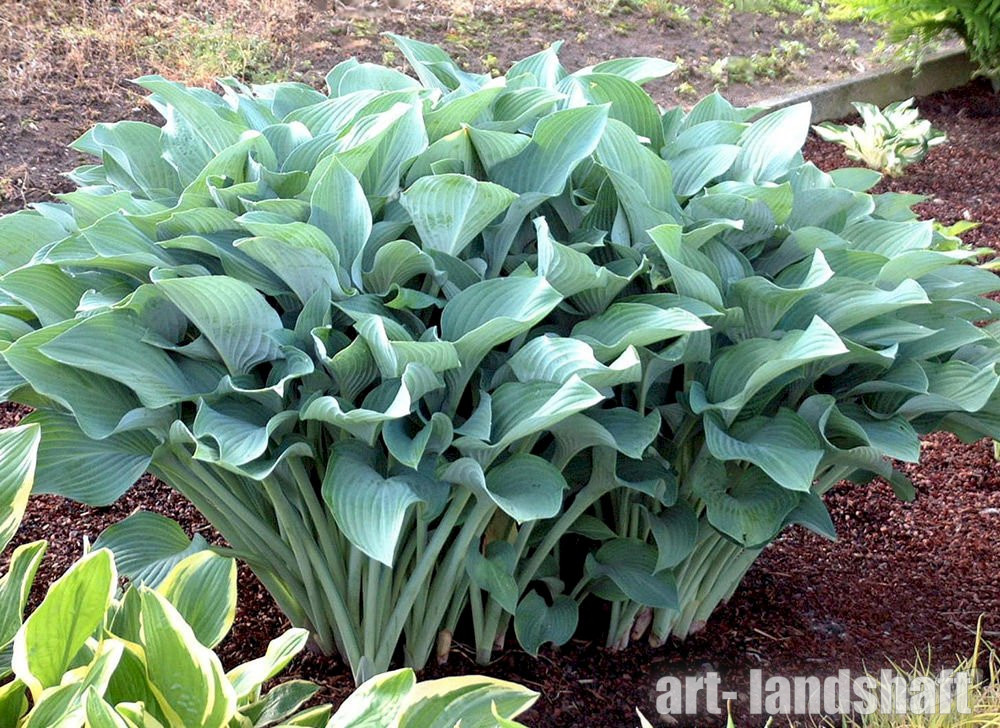 Hosta Alex Summers - EUROHOSTA