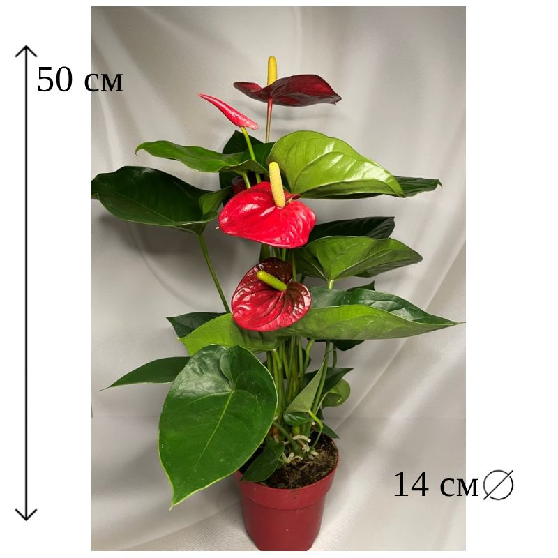 Shop - Indoor Plants - Anthurium - Tonkadale