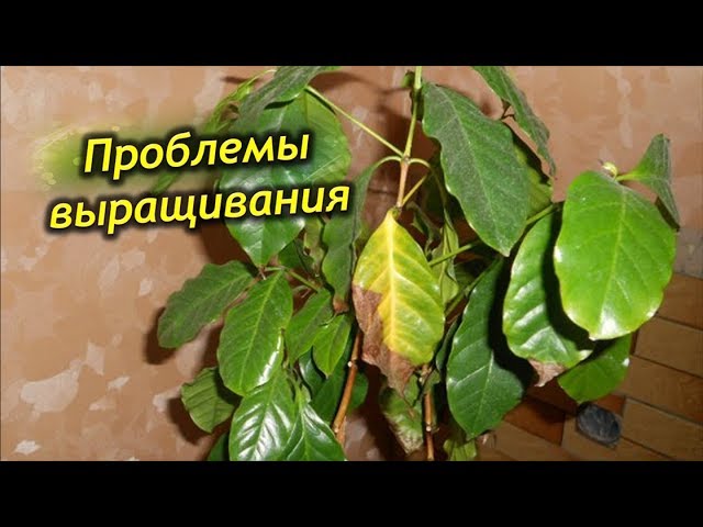 Как вырастить кофейное дерево из семян и из черенка