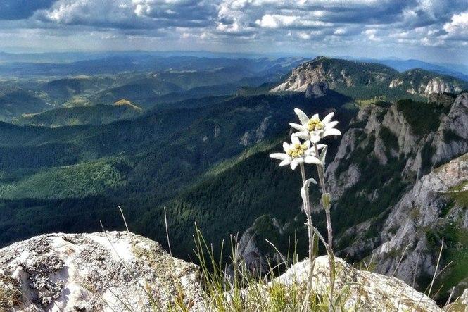 Многолетние растения в Орле: характеристики, наличие, цены