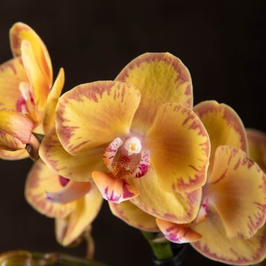 № 526 Phal. Younghome Golden Leopard размер 1,7 – Заказать ...