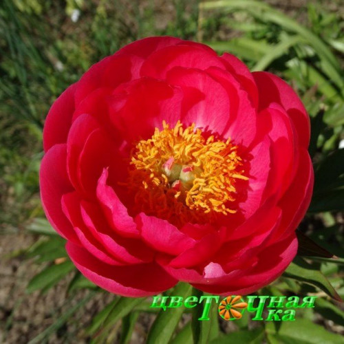 Купить Paeonia 'Cytherea' в Киеве | Бджилка