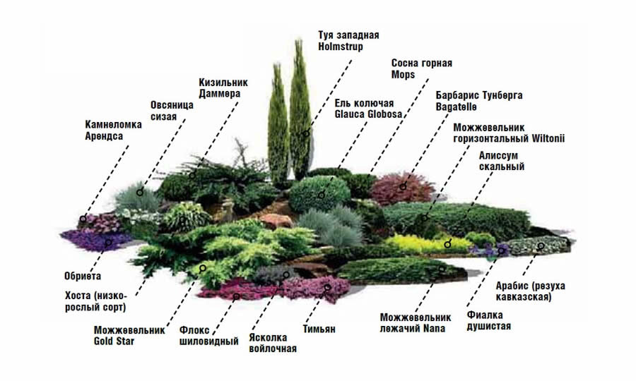 Растения для альпийской горки: правила отбора, примеры с ...