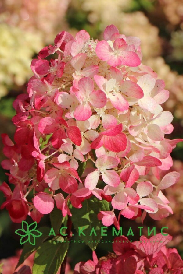 Гортензия метельчатая Даймонд Руж (Hydrangea paniculata ...