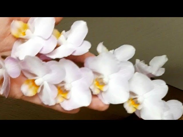 Orchid Phalaenopsis Liu's Sakura“KF ...