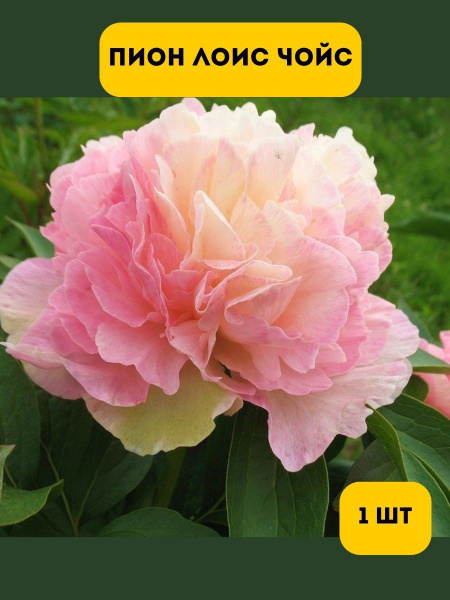 Easy To Grow Fragrant Itoh Peony Flower ...