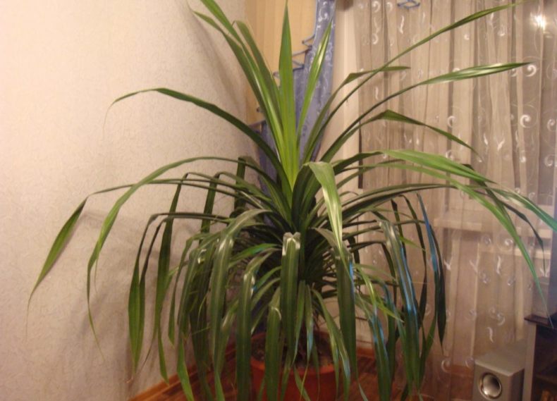 Искусственное растение Pandanus / Панданус H140cm