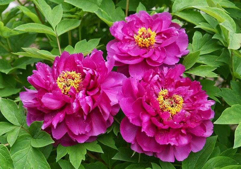 Itoh Peonies: The best of two worlds ...