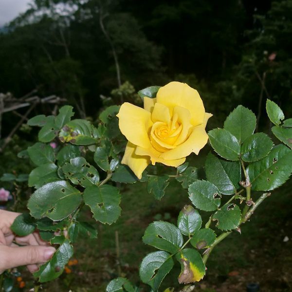 Саженцы роз Yellow Queen Elisabeth (Queen Elisabeth Jaune ...