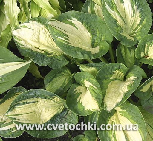 Hosta 