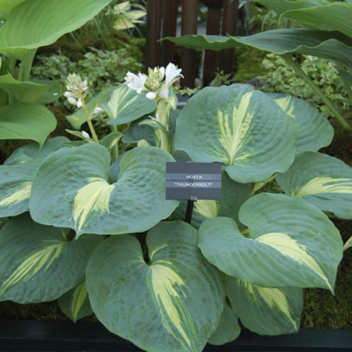 Hosta sieboldiana Thunderbolt I | Passiflora.ru - Сервис ...