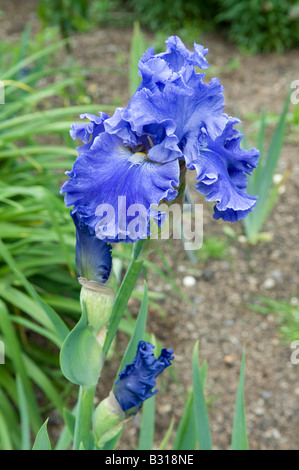 Irises: The Best and the Bluest ...