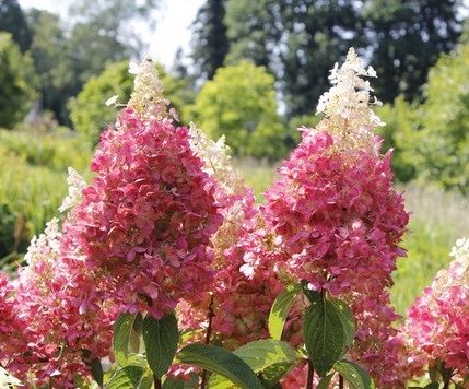 Hydrangea paniculata 'Pink Lady' 1L - Coolings Garden Centre