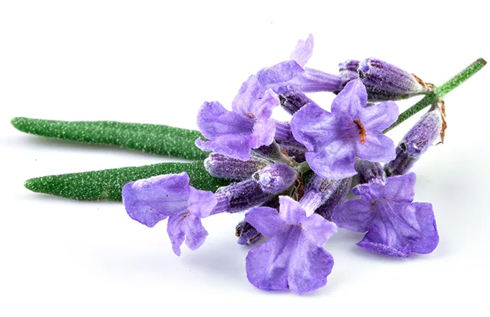 Лаванда узколистная (английская) Lavandula Angustifolia ...