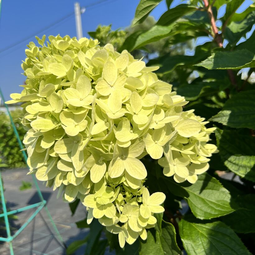 Hydrangea paniculata ...