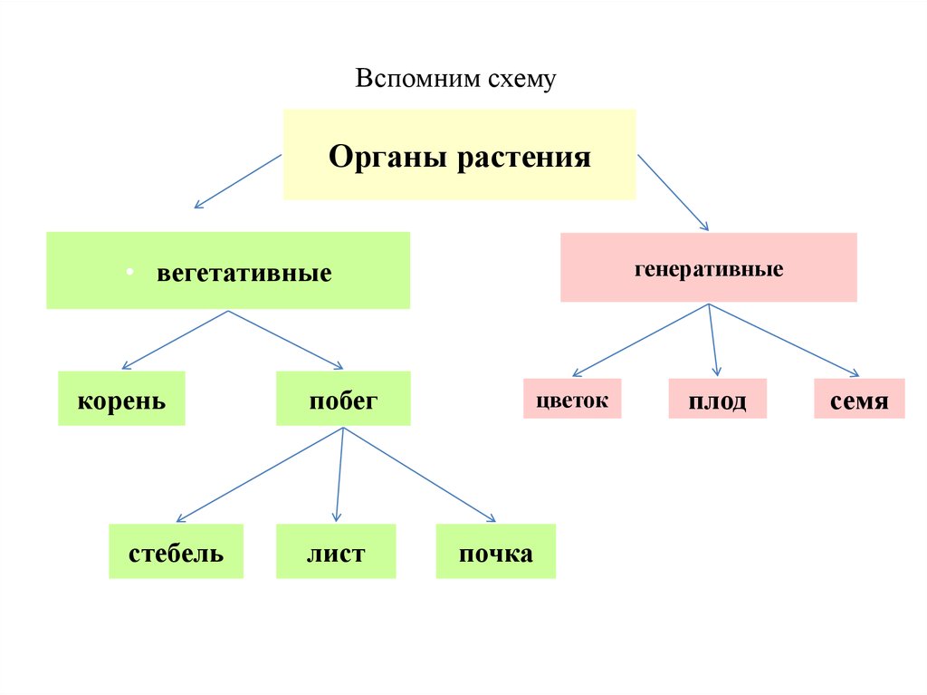 Презентация 