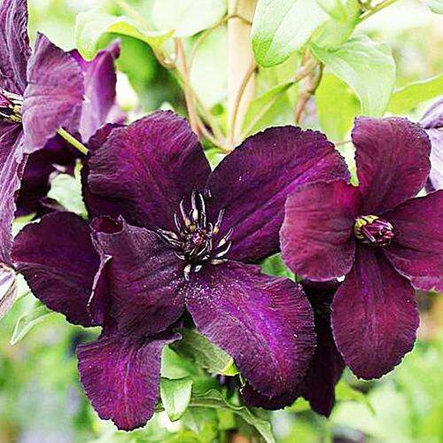 Clematis 'Copernicus' | Perennial Resource