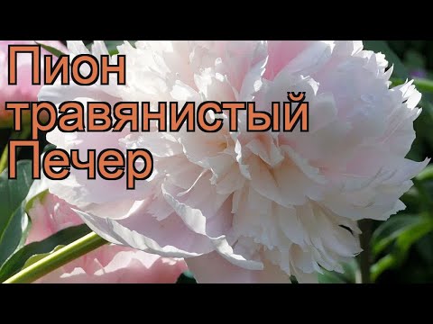 Пион Небесный полет - фото и описание сорта в каталоге