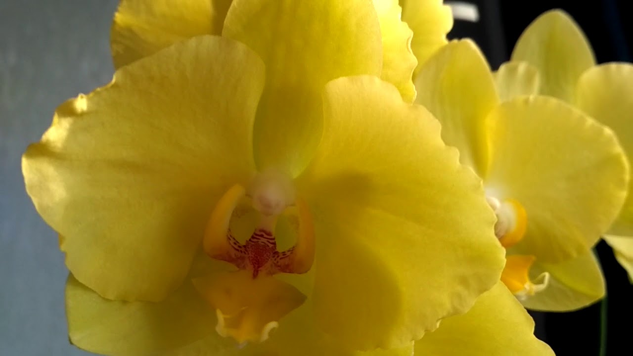 Орхидея Phalaenopsis Ferrara (отцвёл)