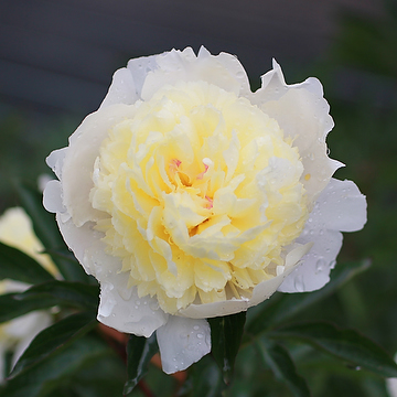 Pivoine blanche « Laura dessert » Paeonia fleur de pivoines ...