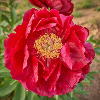 Paeonia Miss America. КФХ