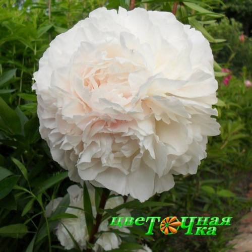 Chinese Peony (Paeonia lactiflora ...