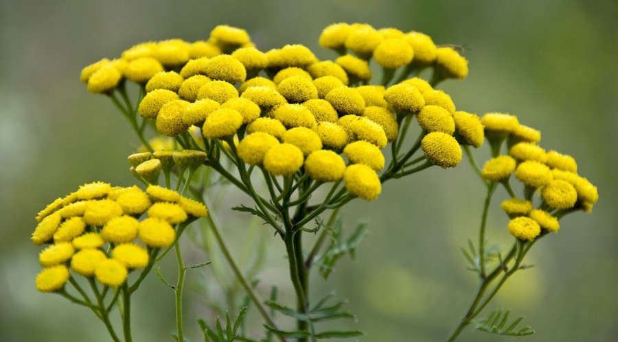 Пижма красная (Tanacetum Coccineum)