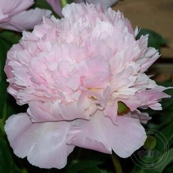 Пион Катарина Фонтейн (Paeonia Catharina Fontijn / Katryn ...