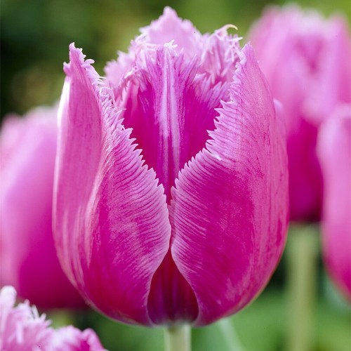 Tulipa 'Louvre Orang... stock photo by ...