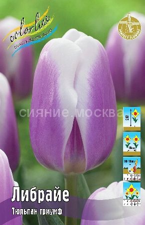 Librije tulip hi-res stock photography and images - Alamy