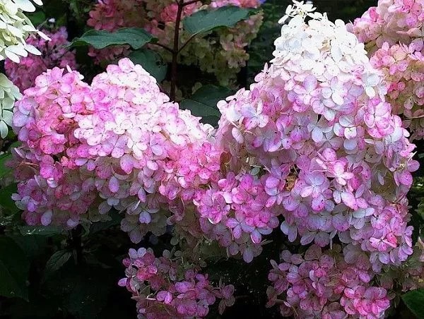 Гортензия метельчатая Меджикал Кендл (Hydrangea paniculata ...