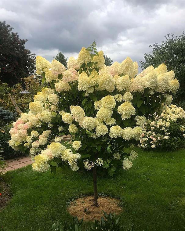 ГОРТЕНЗИИ: HYDRANGEA PANICULATA «Phantom» — ГОРТЕНЗИЯ ...