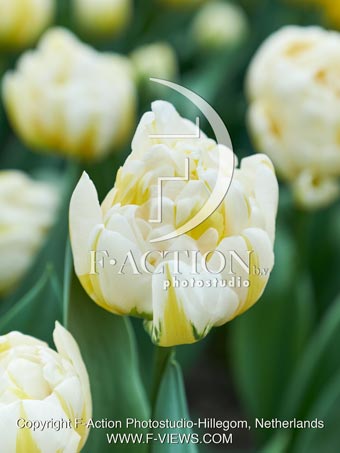 Tulipaner 'Flaming Evita' | 7 ...