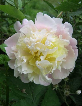 Paeonia 'LAURA DESSERT' - Havlis.cz