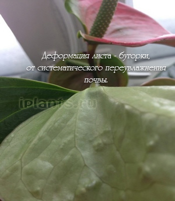 Антуриум Линдена (Anthurium Lindenianum)