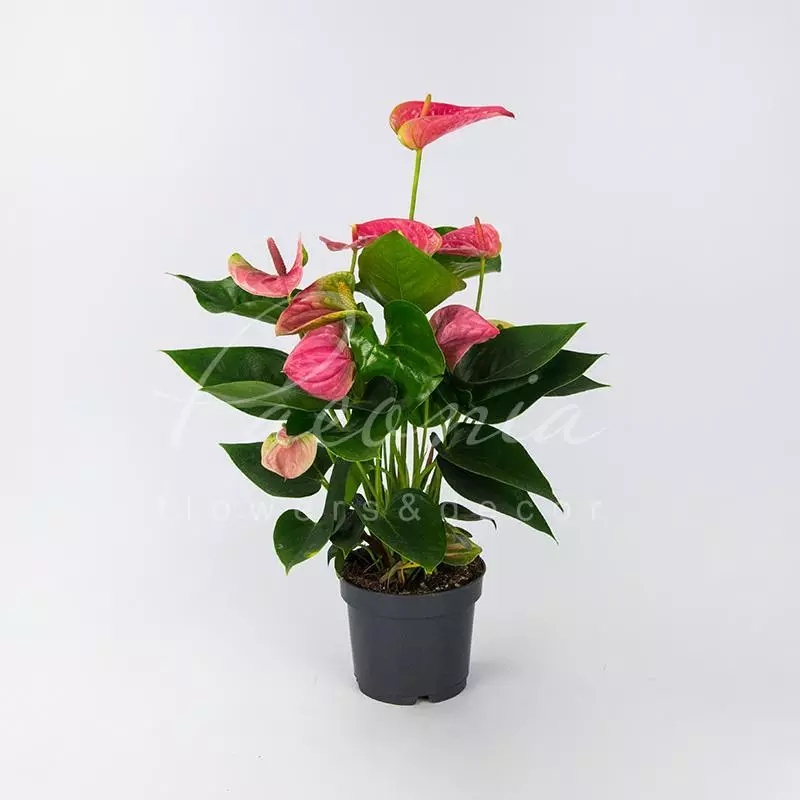 Антуриум - Anthurium Pr Amalia Elegance 14 60